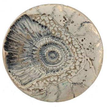 Design Belt Buckle Ammonite gold cream from Umjubelt